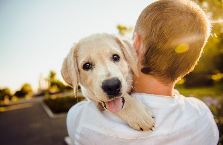 Cane, quanto costa mantenerlo 