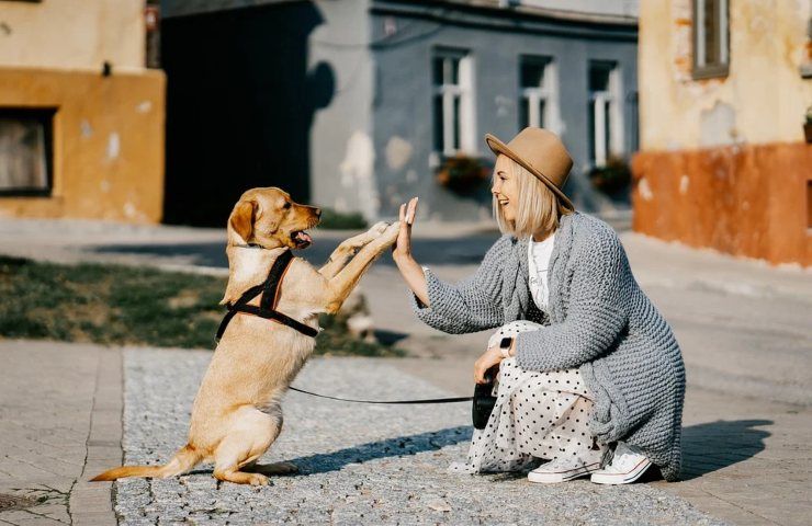 Cane, quanto costa mantenerlo 