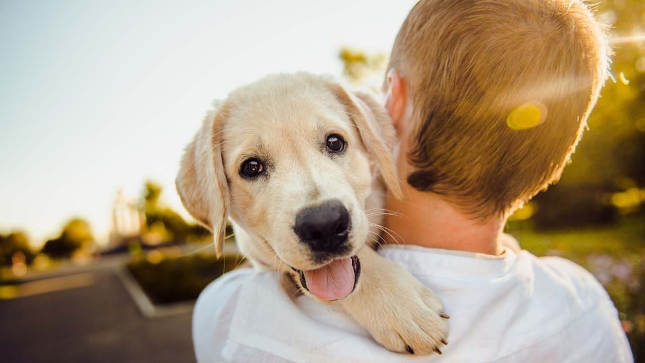 Cane, quanto costa mantenerlo