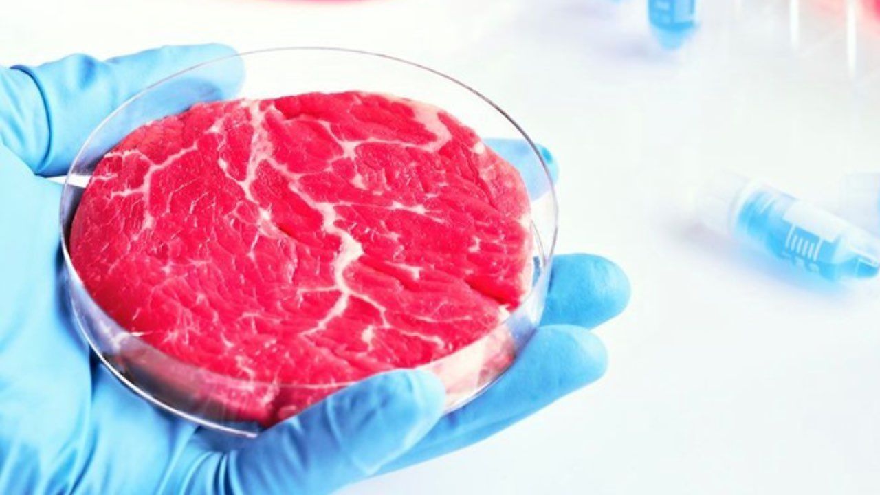 carne sintetica in vitro