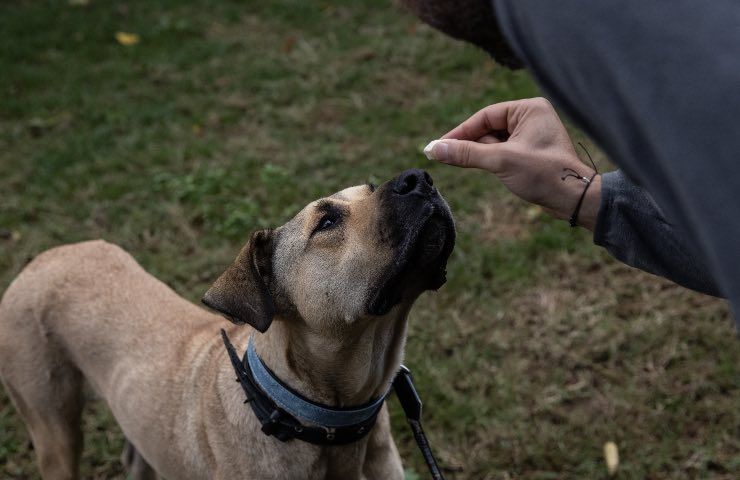 educatore cinofilo con cane