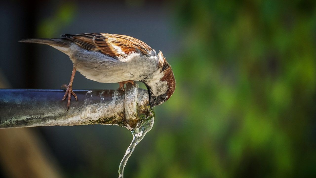 Acqua potabile