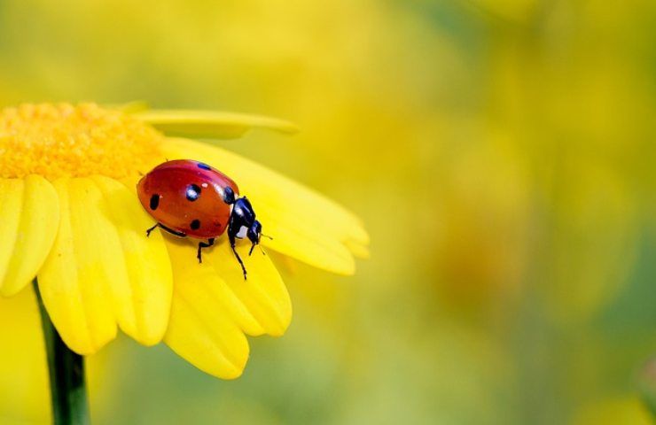 Coccinella su un fiore