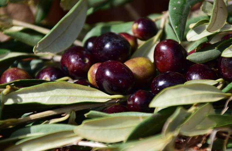 Raccolta delle olive