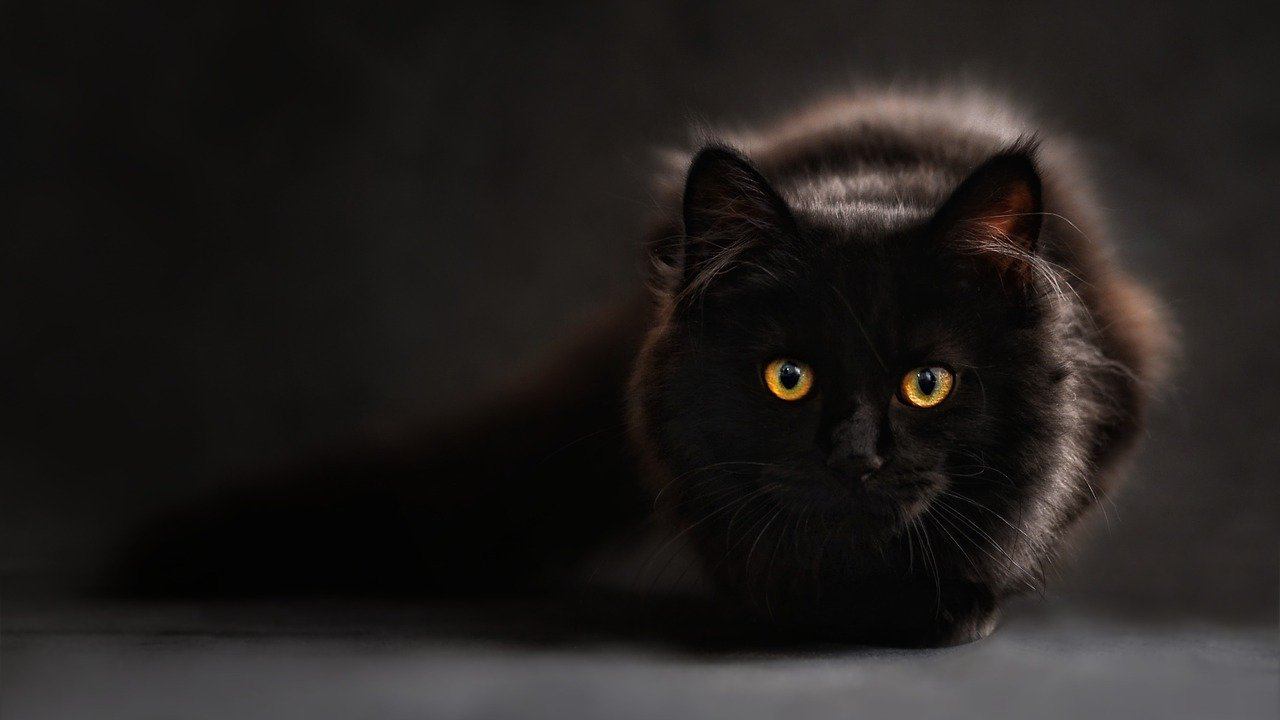 gatto - pixabay