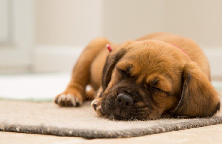 Cucciolo di cane in casa