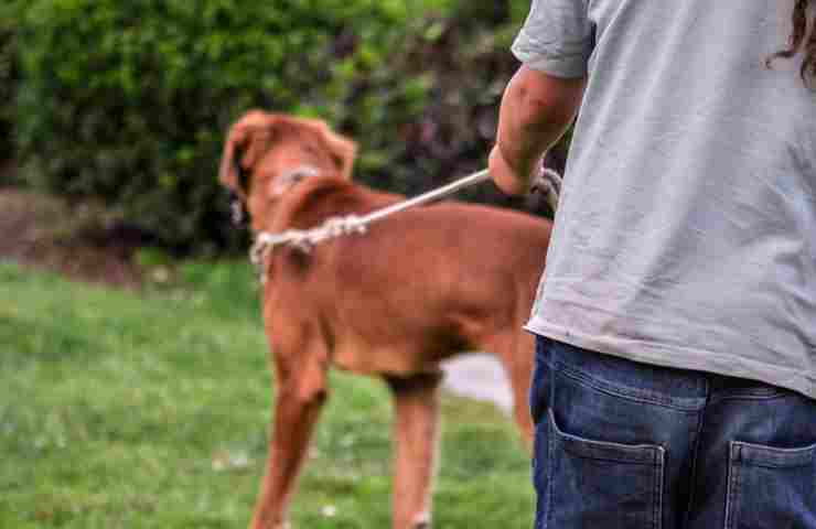 Dog Sitter lavoro dei sogni