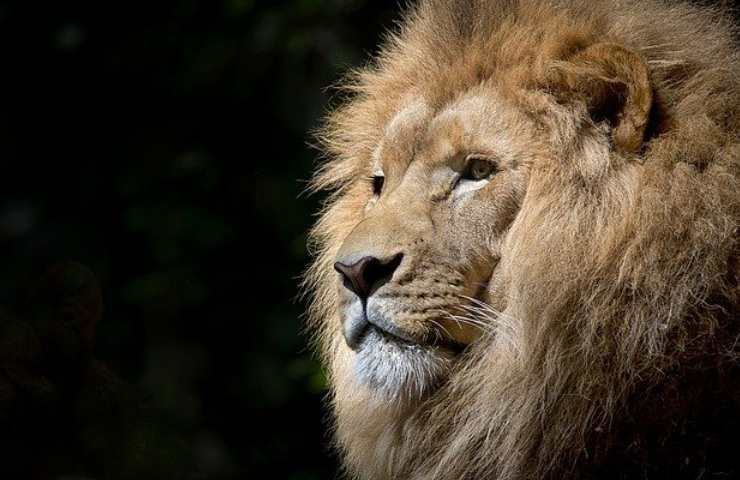 Il Leone