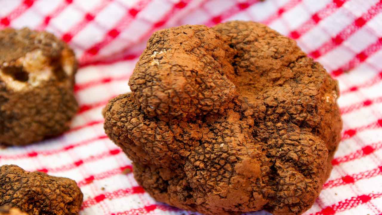 italia vietata caccia al tartufo