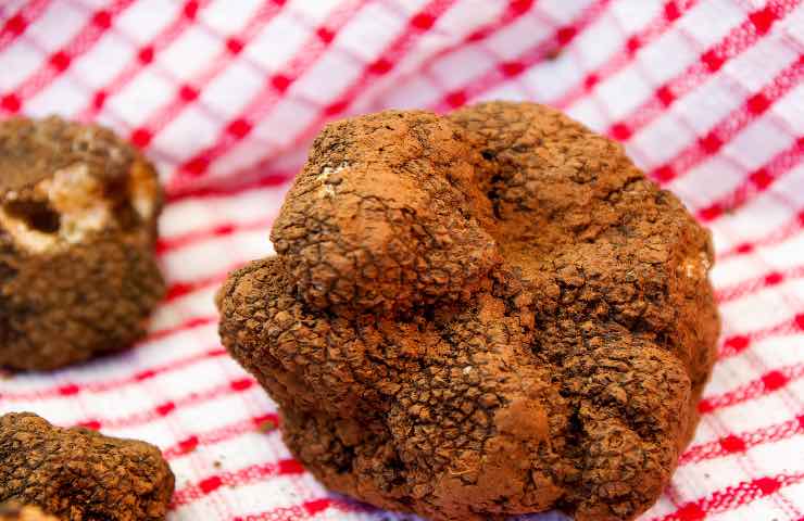 italia vietata caccia al tartufo