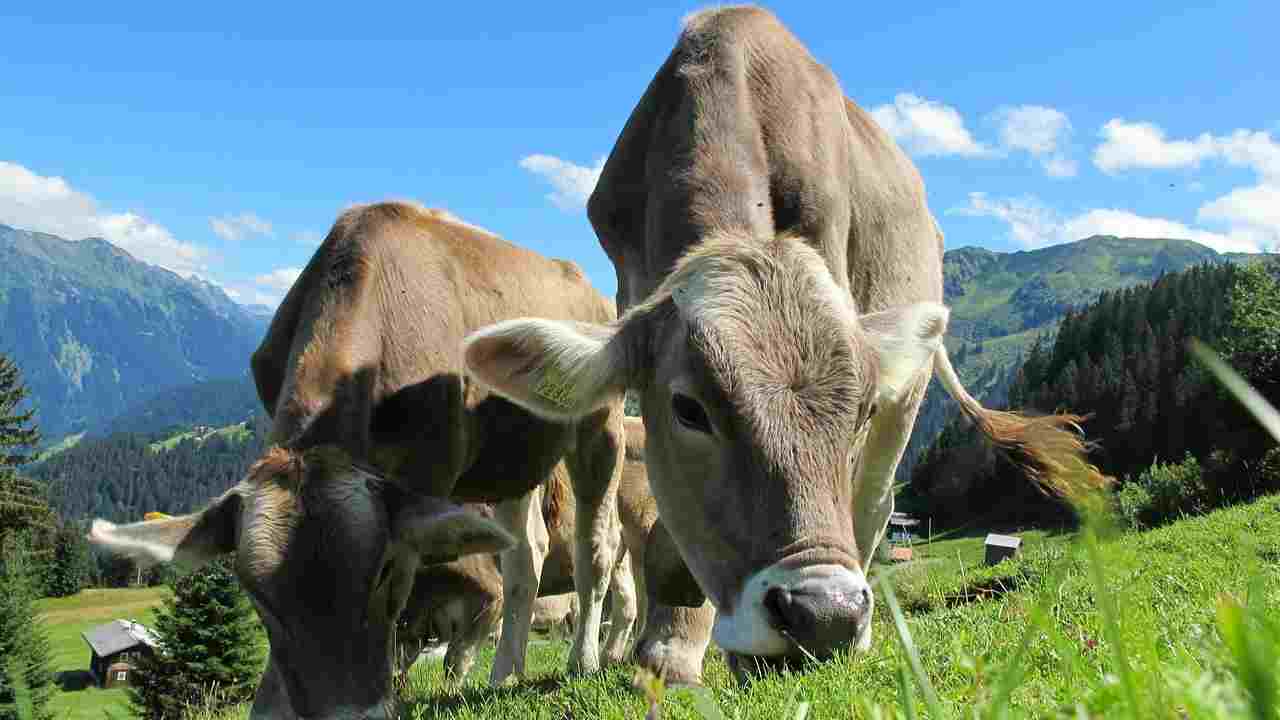 Tassa sulle mucche e sulle pecore