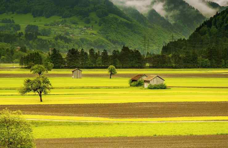 Campagna gialla e verde 