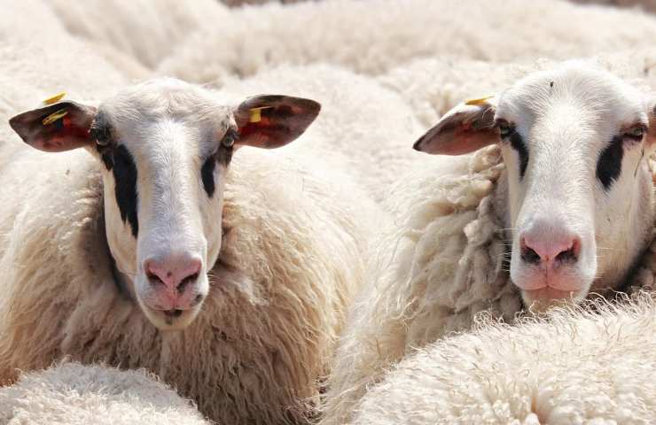 Allevamento di ovini