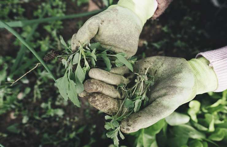 Il mestiere del botanico