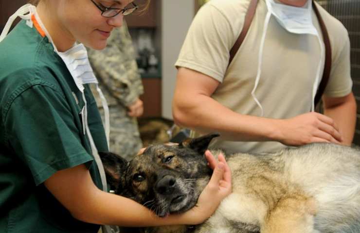 Detrazione spese veterinarie