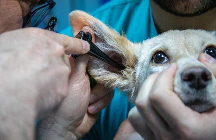 Detrazione fiscale, Bonus animali domestici 2022 