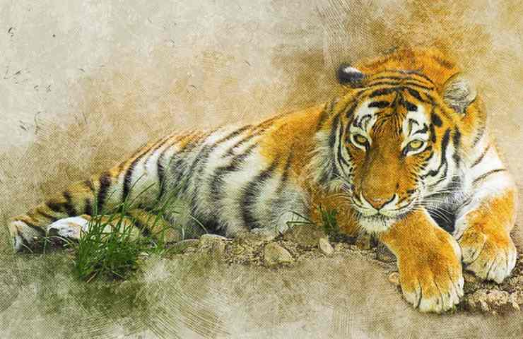 Sotto la Tigre il Leone