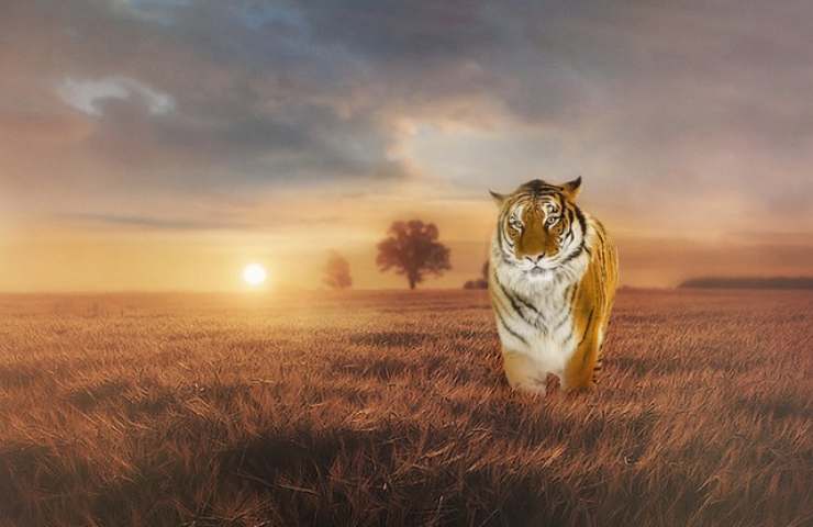 Sagittario nel segno della Tigre