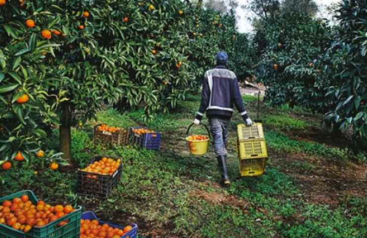 Bracciante agricolo