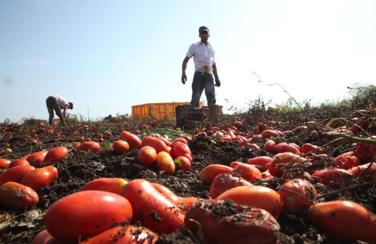 Bracciante agricolo