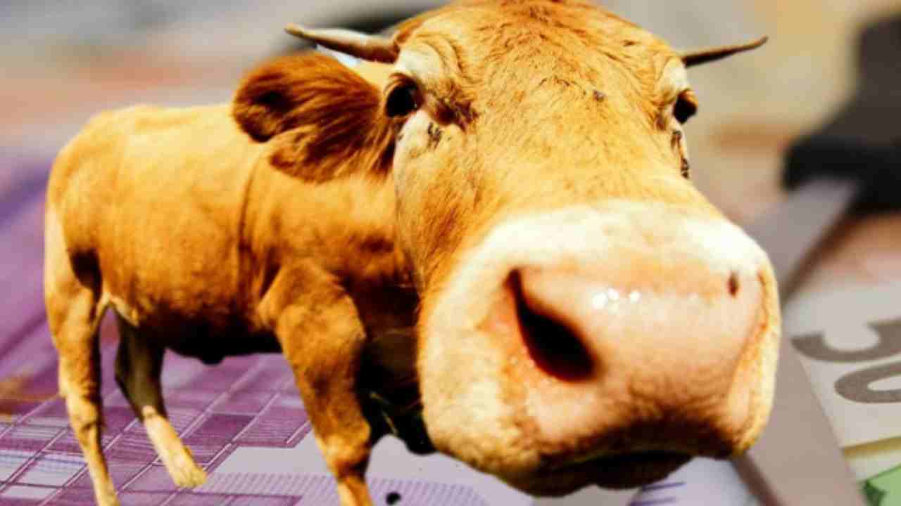 tassa sui rutti delle mucche