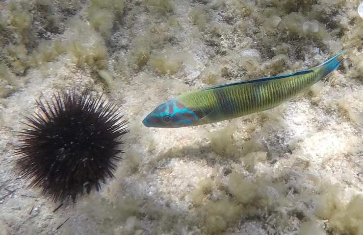 Fondale in Costa Smeralda