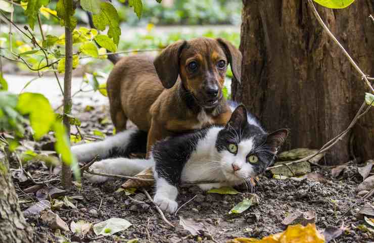 cane gatto bonus