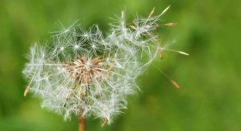 Allergie primaverili, quali sono i pollini più aggressivi e pericolosi per le riniti