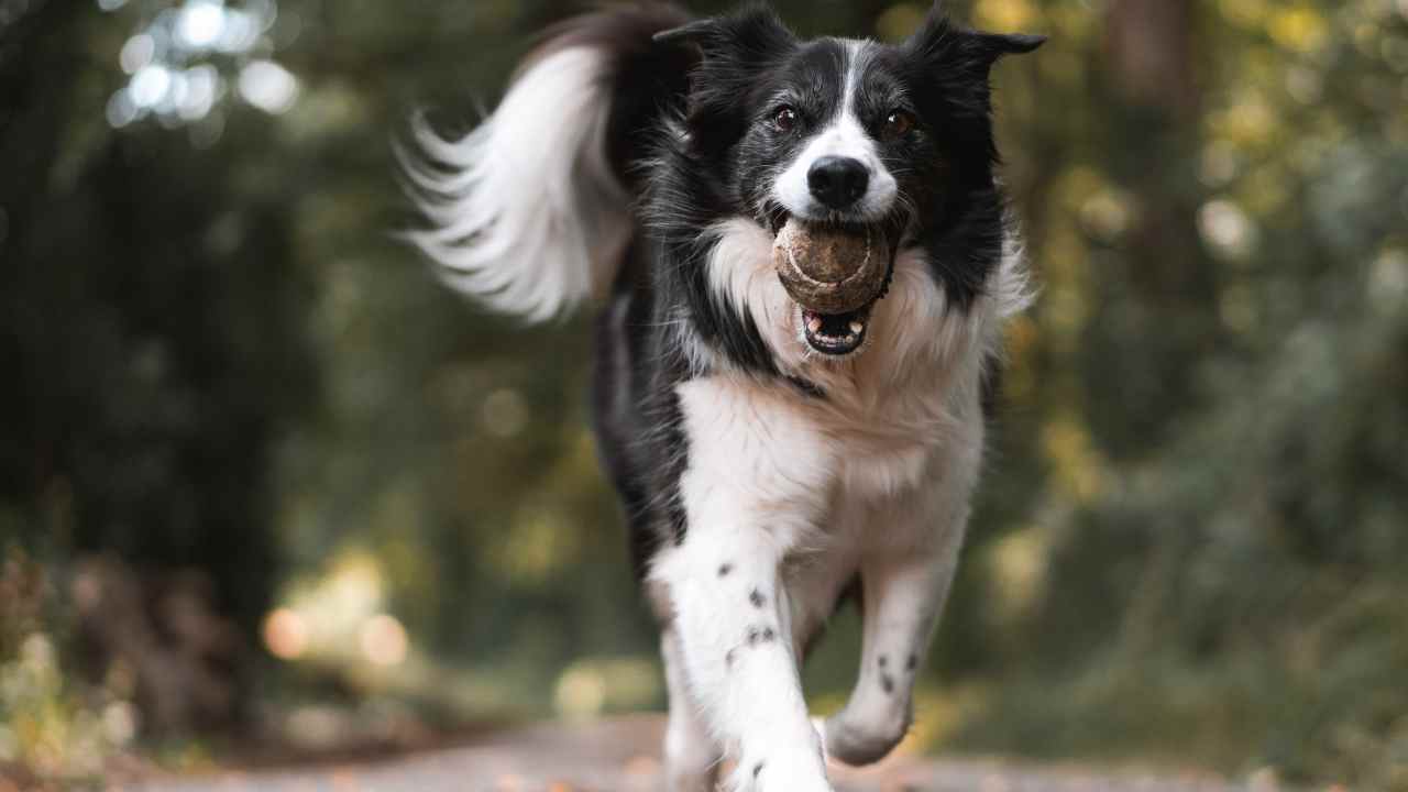 Cane abbaia condominio legge