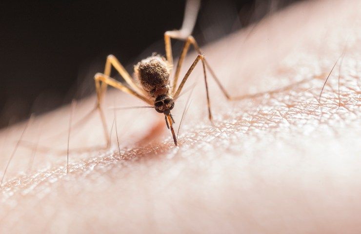 Insetticidi, zanzara in azione (Foto Pexels) - bonus.it 20230817